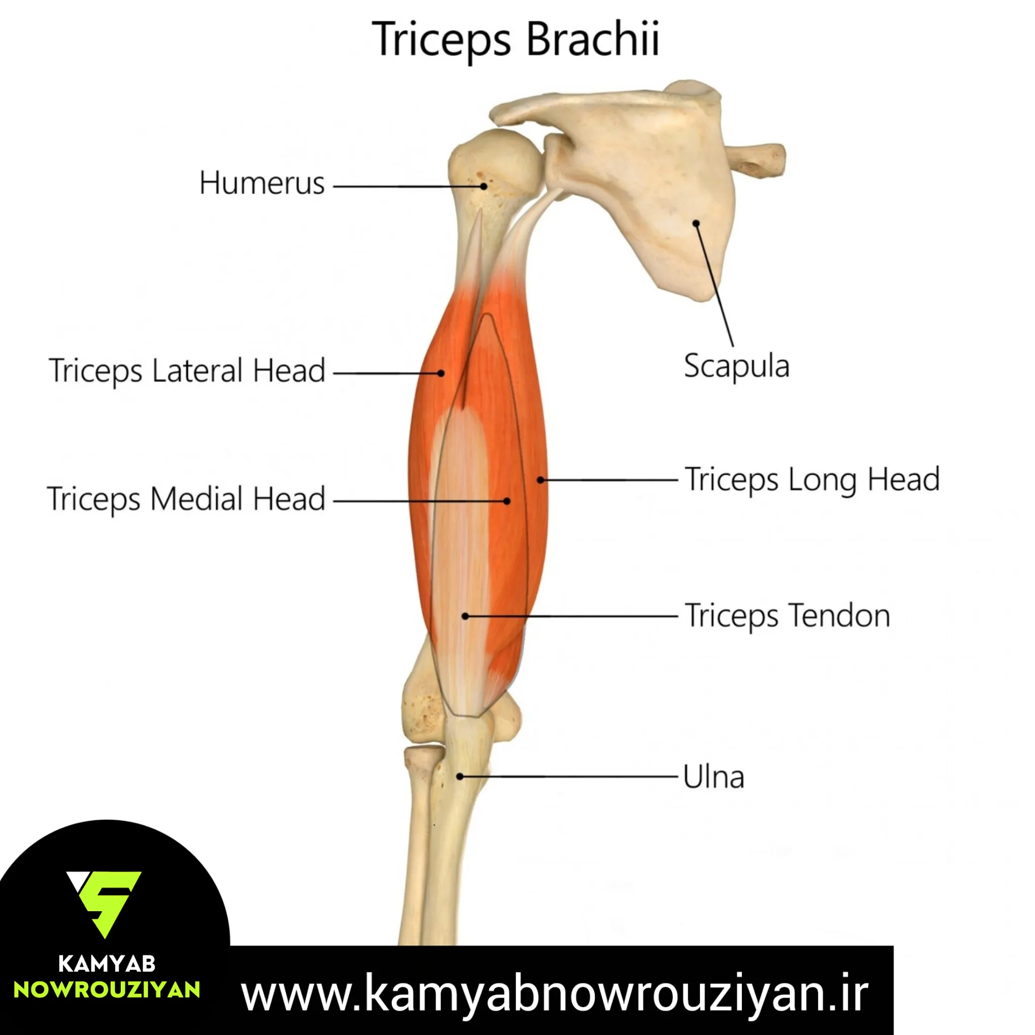 عضله سه سر بازویی (پشت بازو)