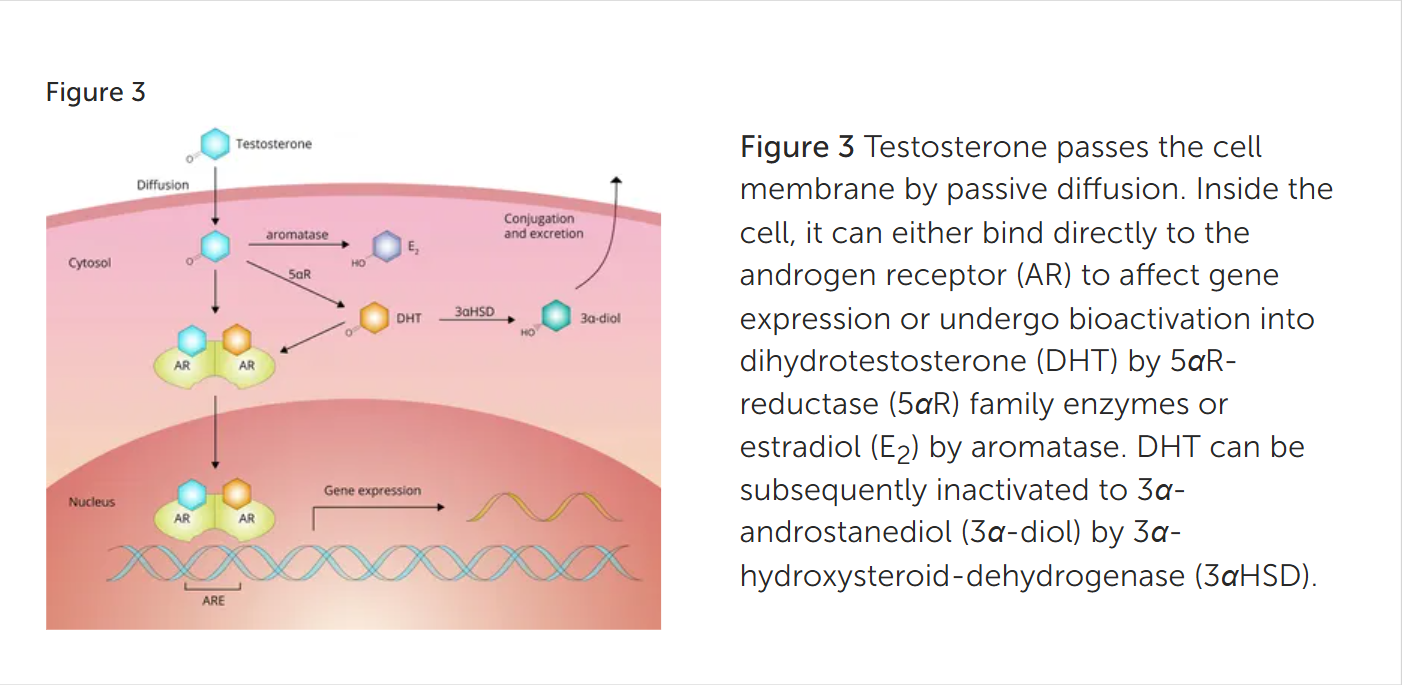 ورود تستسترون به درون سلول در رادیو تغذیه با کامیاب نوروزیان