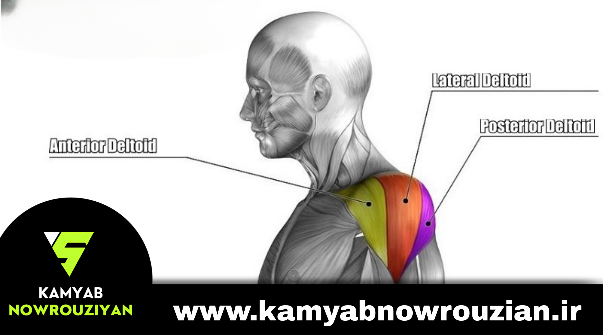 عضلات سرشانه Deltoids