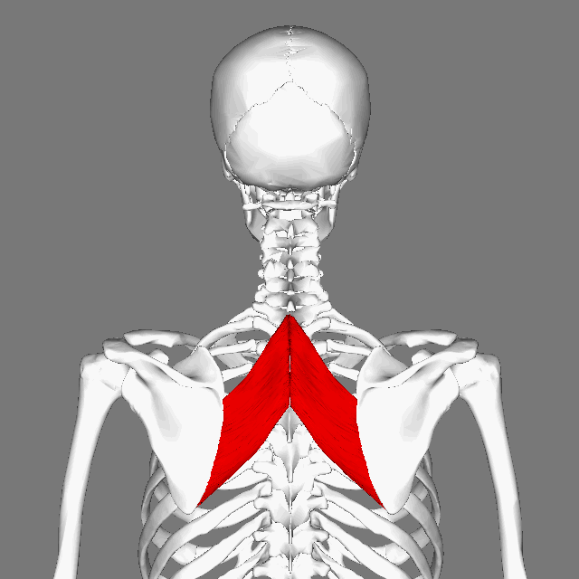  عضله متوازی‌الاضلاع بزرگ (Rhomboid Major)