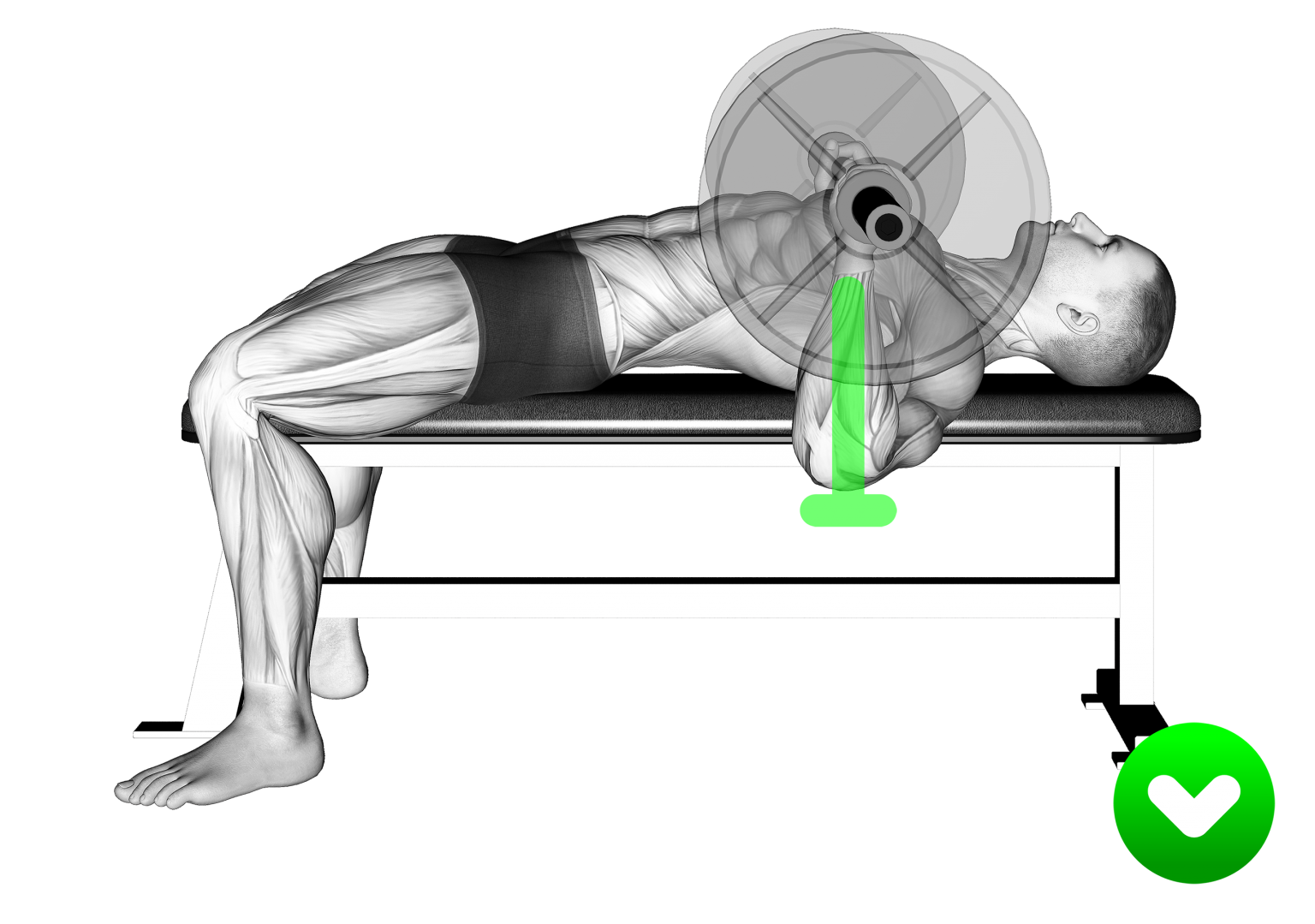 حالت صحیح اجرای حرکت پرس سینه 