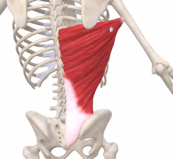 عضله لتیسیموس دورسی (Latissimus Dorsi) بررسی آناتومی و حرکت شناسی عضلات لت