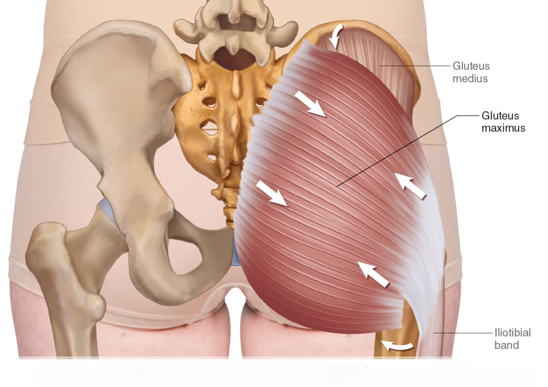 عملکرد و حرکت شناسی عضله گلوتوس مکسیموس Gluteus maximus 