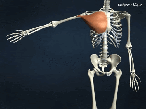 حرکت شناسی عضله سینه‌ای بزرگ (Pectoralis Major)