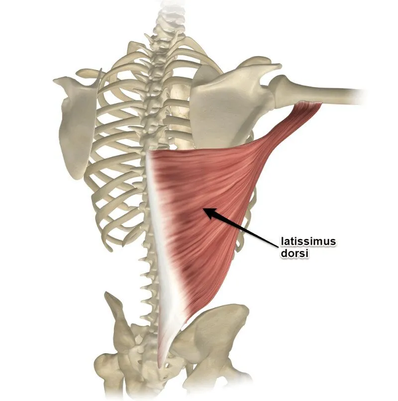 آناتومی و حرکت شناسی عضله پشتی بزرگ (Latissimus Dorsi)