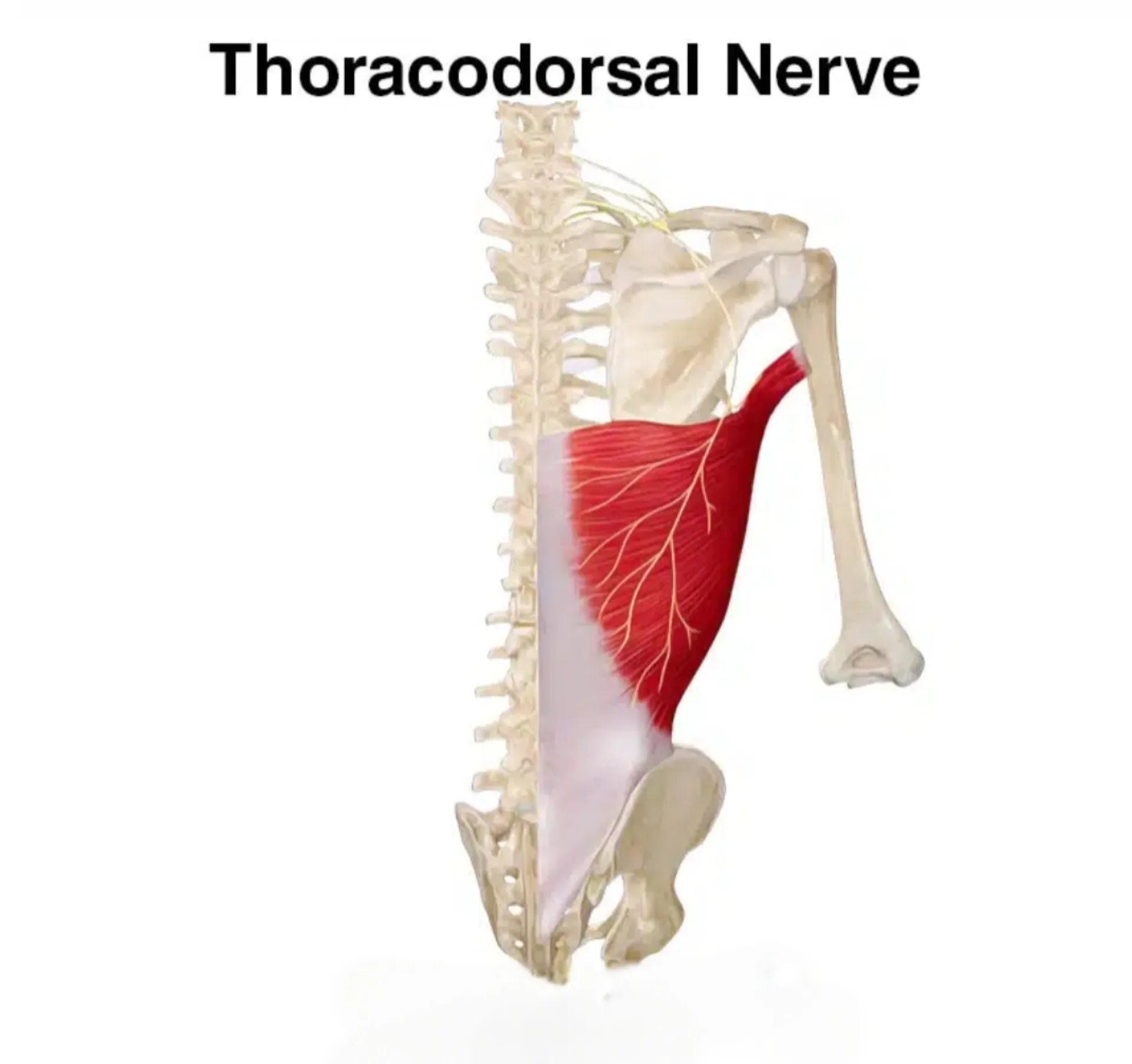عصب رسانی به عضله پشتی بزرگ یا لت