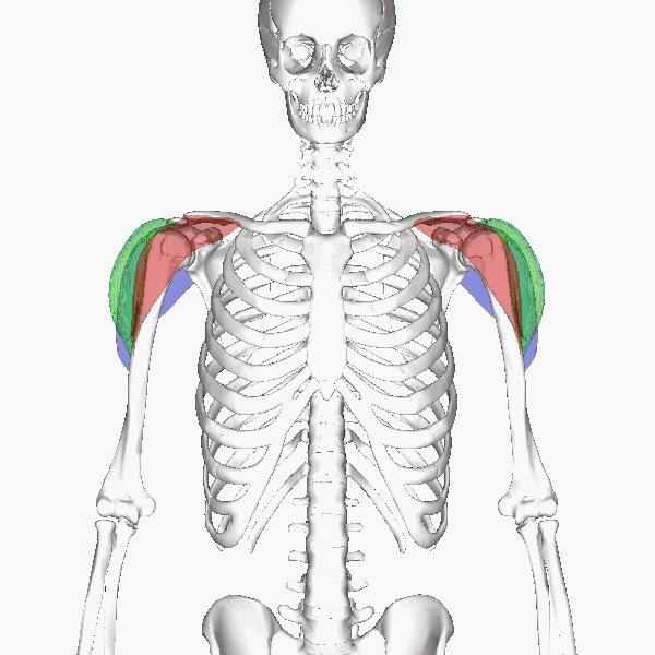 حرکت شناسی عضله دلتوئید
