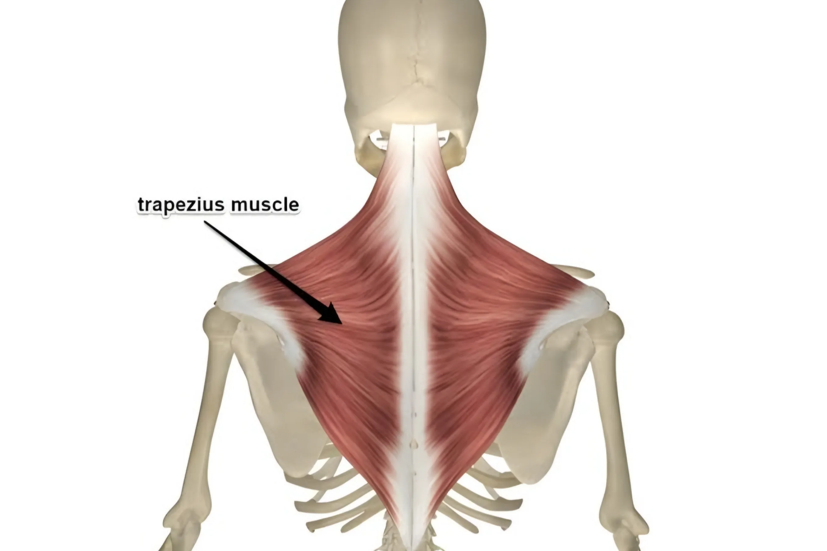 عضله ذوزنقه ای (Trapezius Muscle)