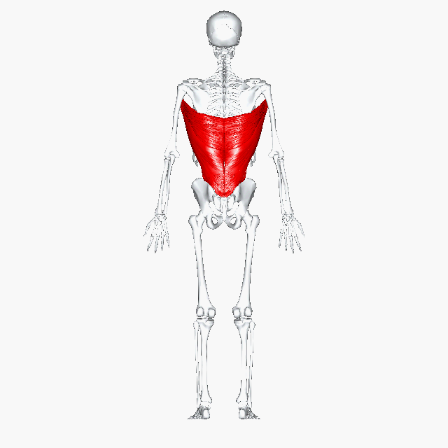 عضله پشتی بزرگ (Latissimus Dorsi)