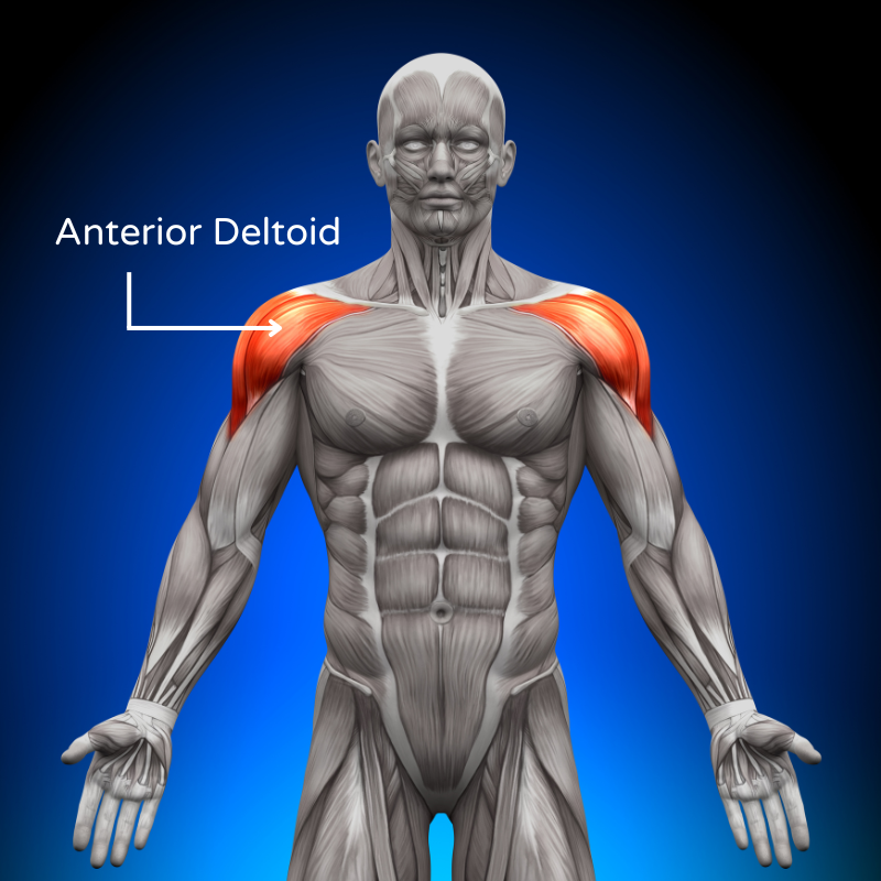 دلتوئید قدامی (Anterior Deltoid) - “سرشانه جلویی”