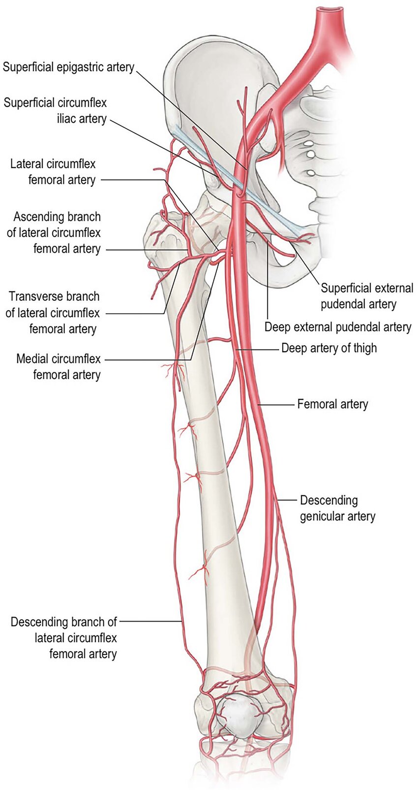 خون‌رسانی به عضله چهارسر ران 