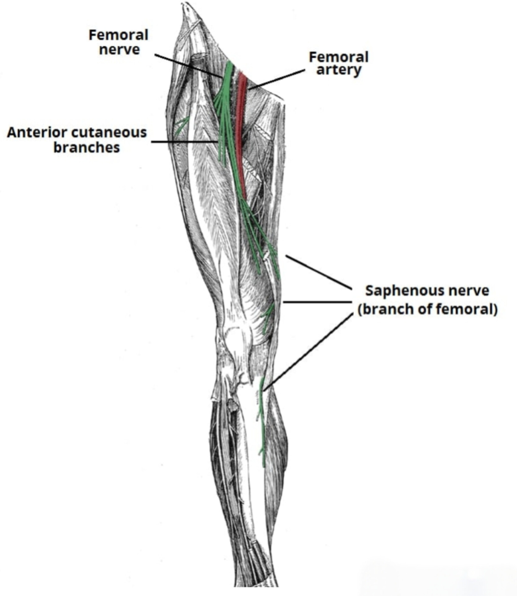 عصب رسانی عضله چهارسر ران 