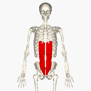 عضله راست شکمی