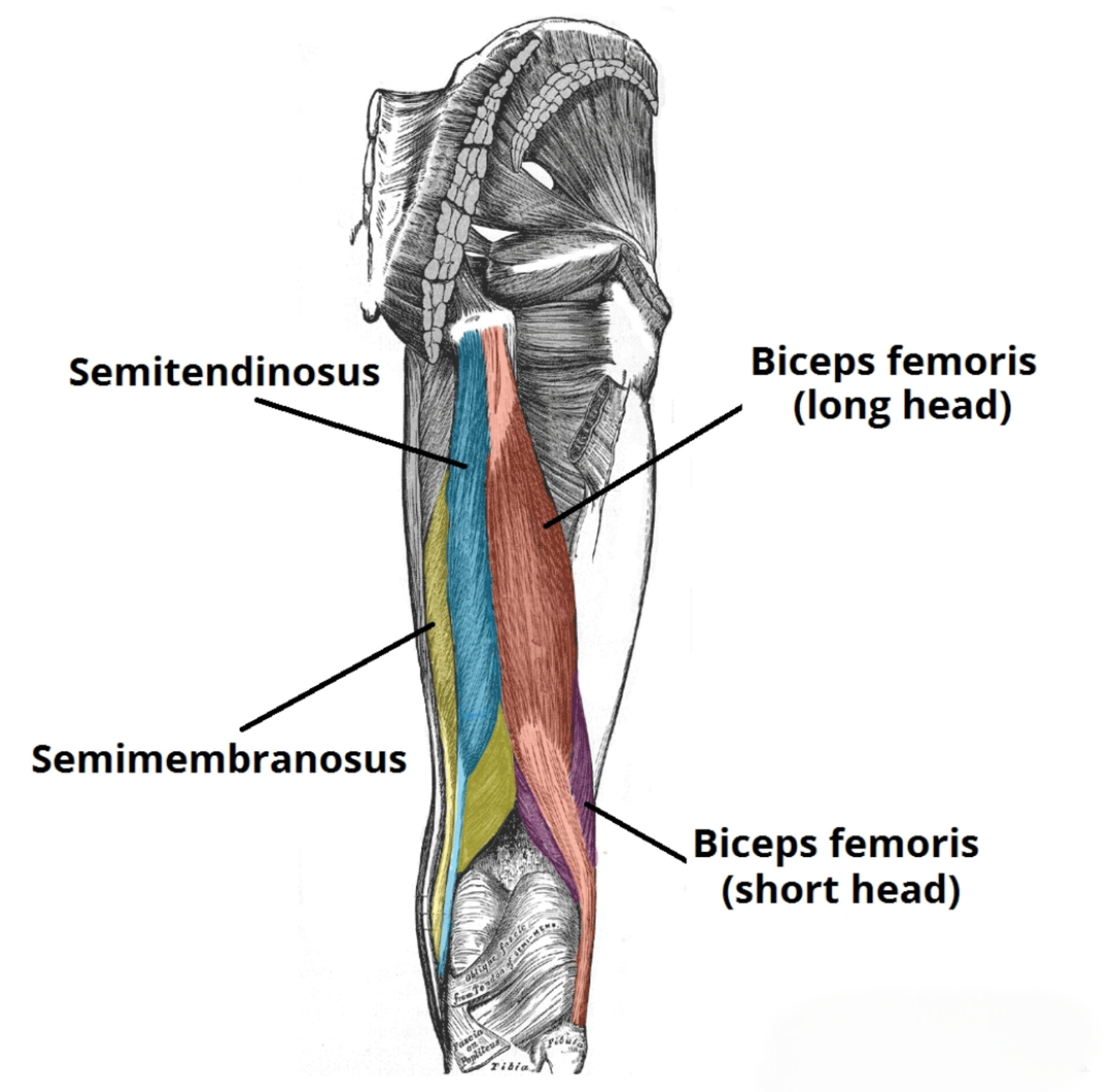 گروه عضلات همسترینگ (Hamstrings)