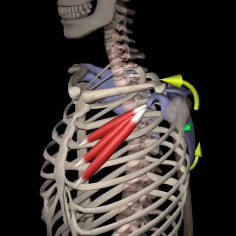 حرکت‌شناسی و عملکرد عضله سینه ای کوچک (Kinesiology & Function)