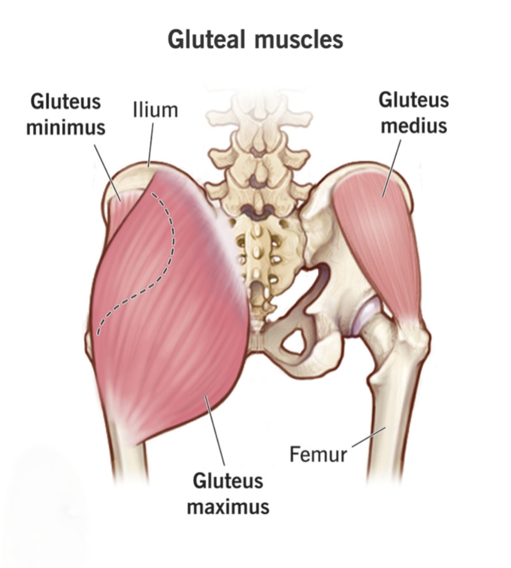 Gluteus Maximus آناتومی و حرکت شناسی عضله گلوتوس مکسیموس 