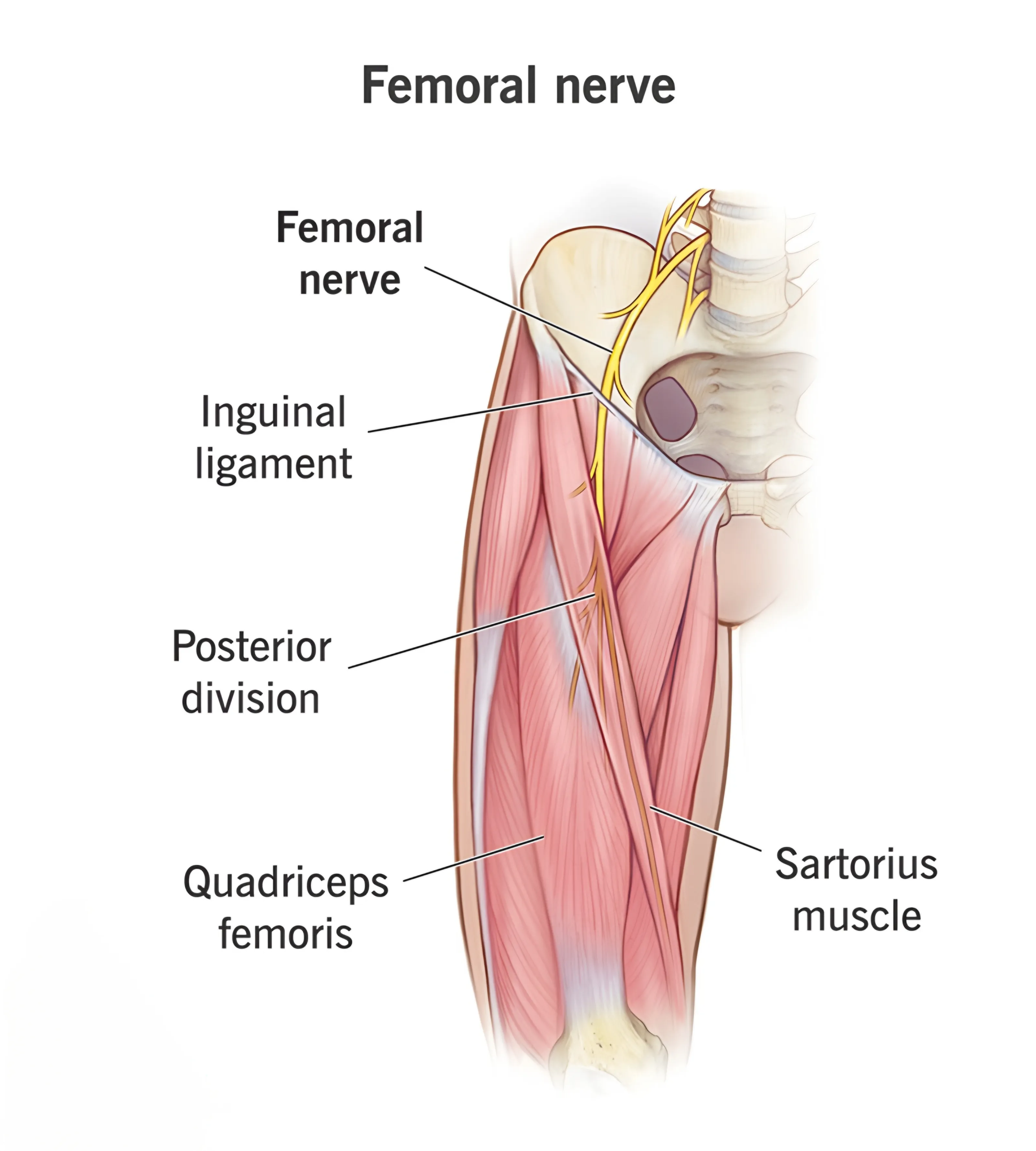 عصب‌رسانی عضله خیاطه (Innervation)
