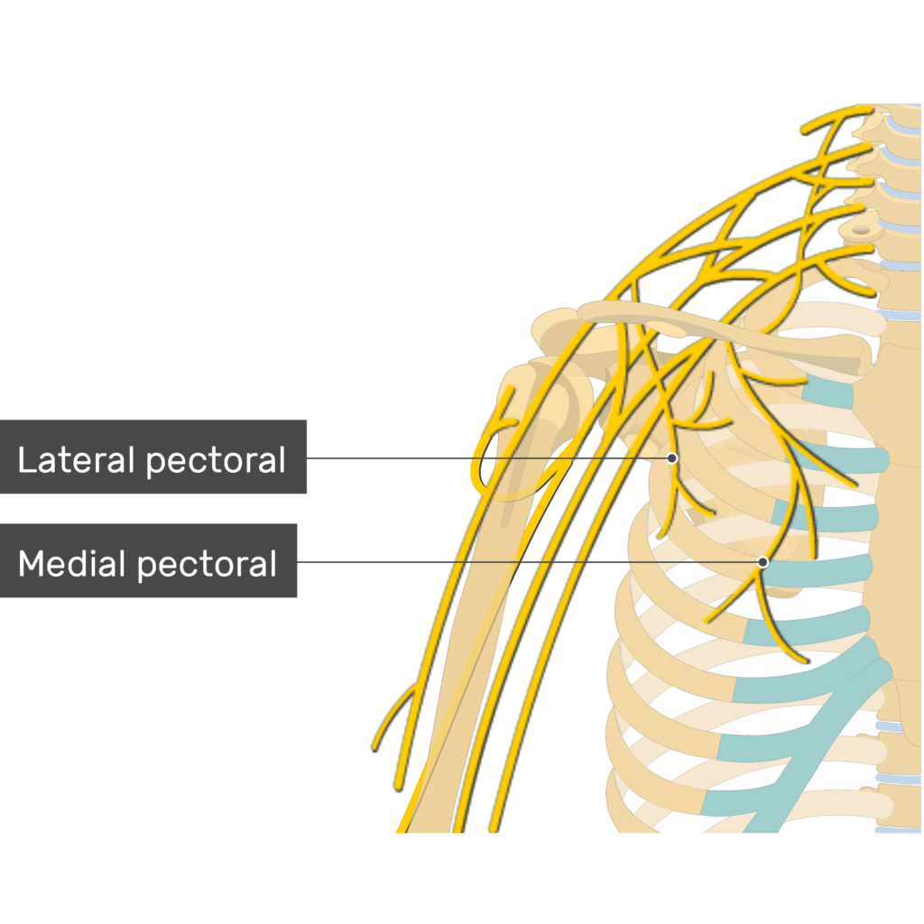 عصب رسانی عضله سینه ای کوچک 