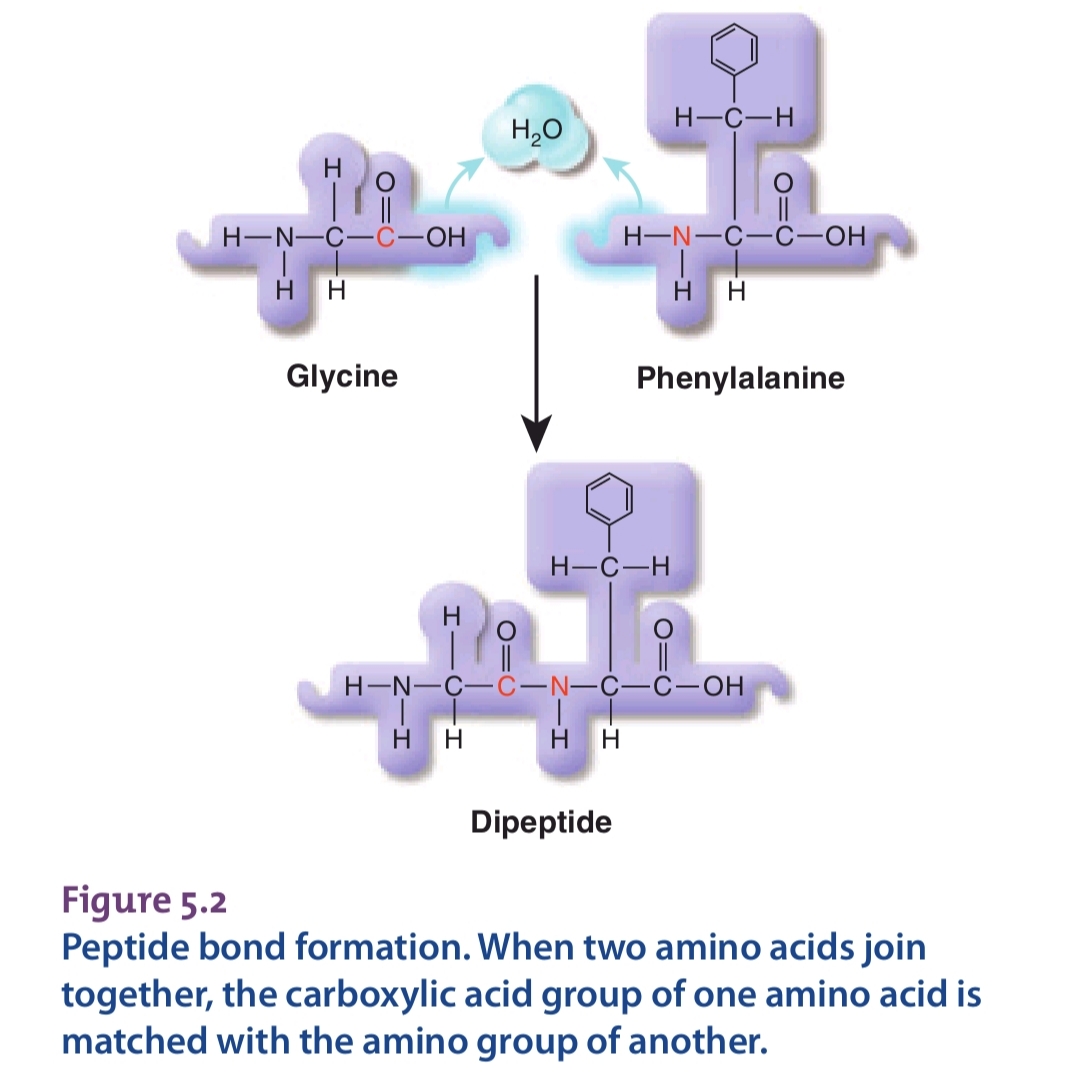 پیوند پپتیدی بین آمینواسیدها در رادیو تغذیه با کامیاب نوروزیان 