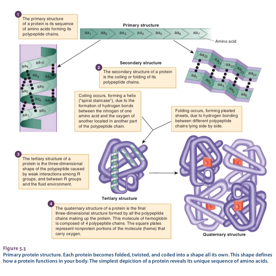 ساختار پروتئین ها در رادیو تغذیه با کامیاب نوروزیان 