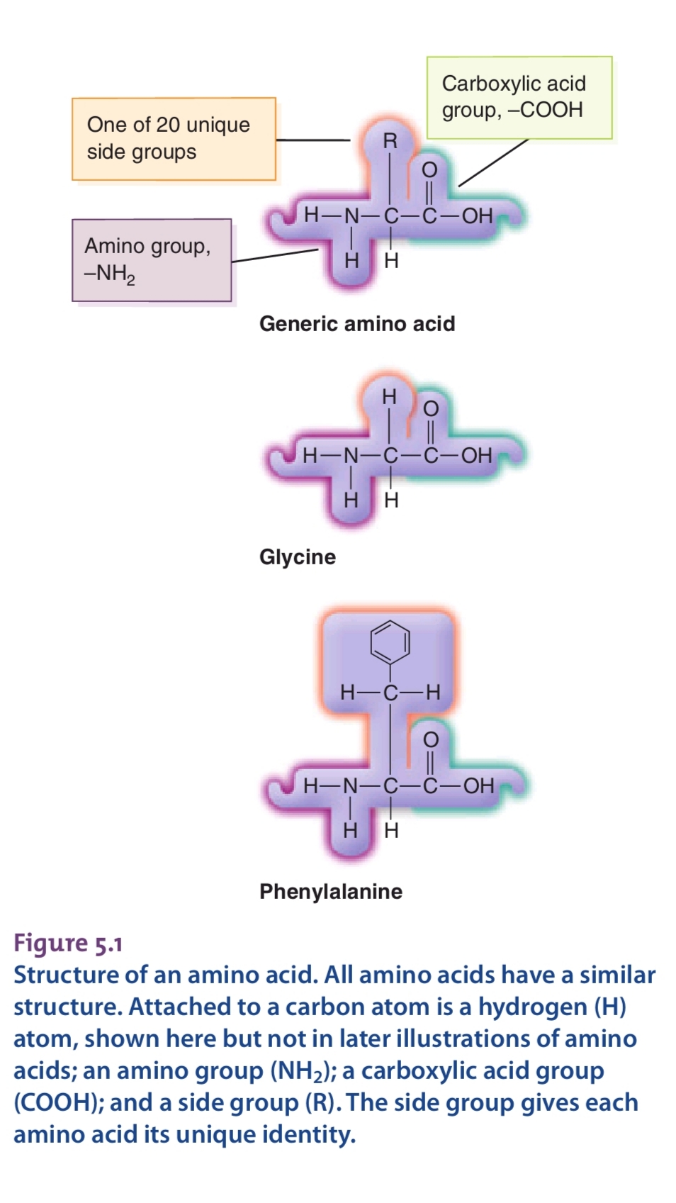 ساختار آمینو اسیدها در رادیو تغذیه با کامیاب نوروزیان 