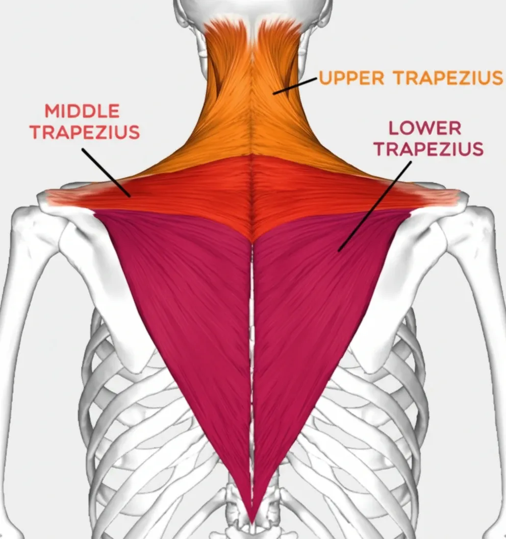 عضلات ذوزنقه‌ای (Trapezius)