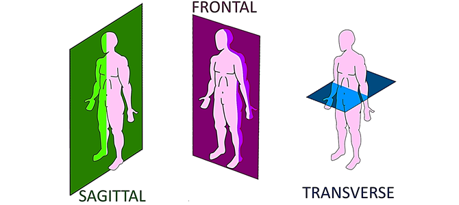 صفحات حرکتی بدن