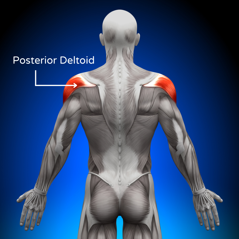 دلتوئید خلفی (Posterior Deltoid) - “سرشانه پشتی”