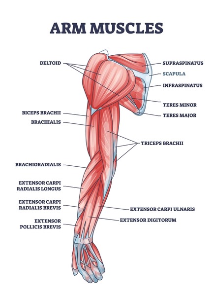 عضلات بازو (Biceps, Triceps, Forearms)