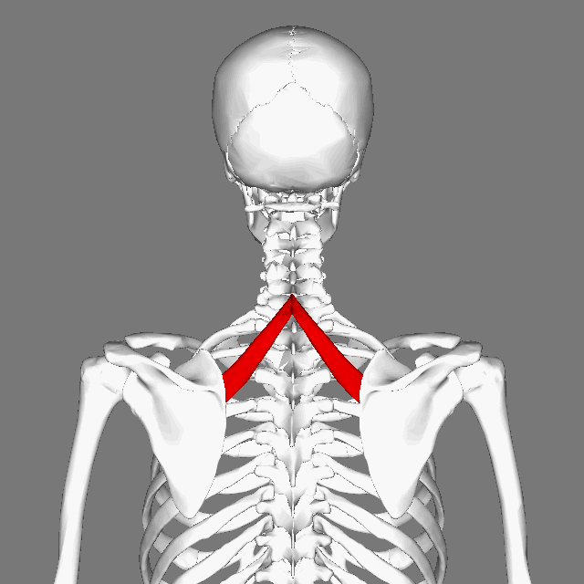 عضله متوازی‌الاضلاع کوچک (Rhomboid Minor)