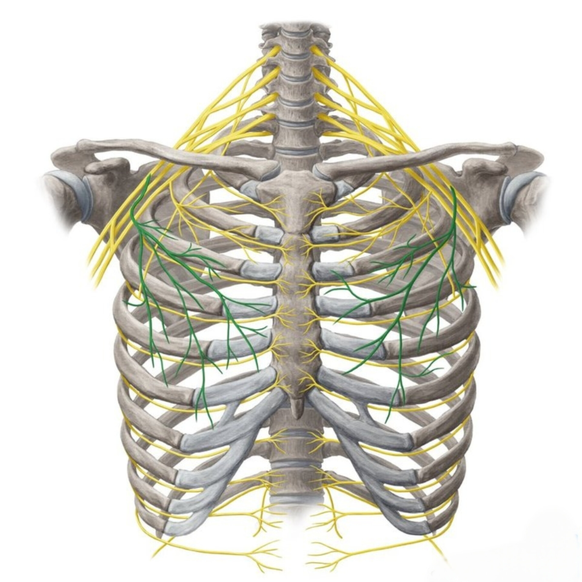 عصب عضله سینه ای بزرگ