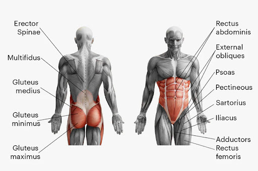 core muscles - (عضلات مرکزی یا کر)