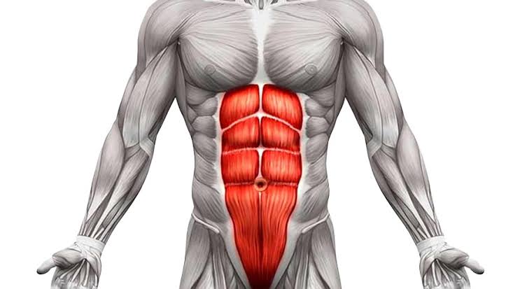 آناتومی و حرکت شناسی عضله راست شکمی (rectus abdominal)