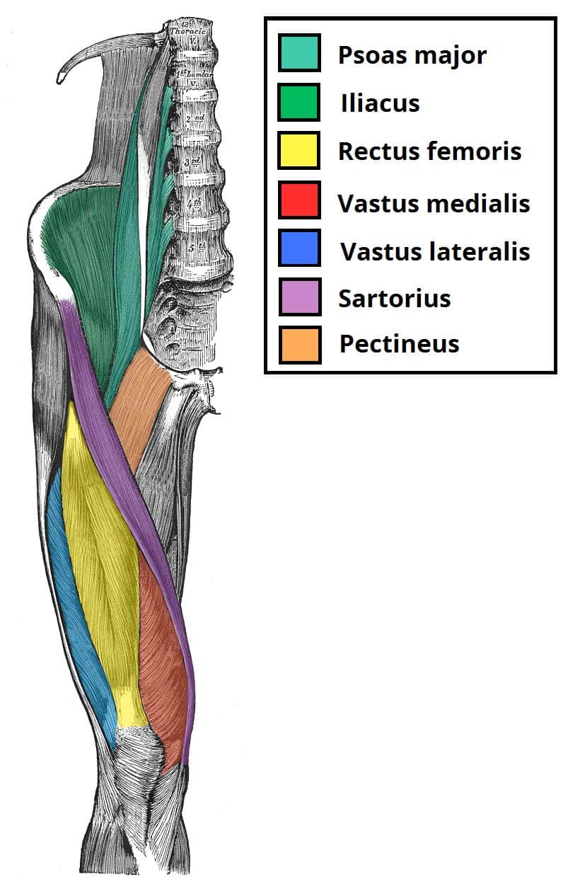 گروه عضلات چهارسر ران (Quadriceps Femoris)
