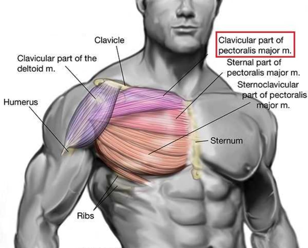 آناتومی و حرکت شناسی عضله سینه