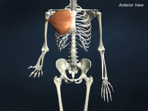 وظیفه عضله سینه‌ای بزرگ (Pectoralis Major)