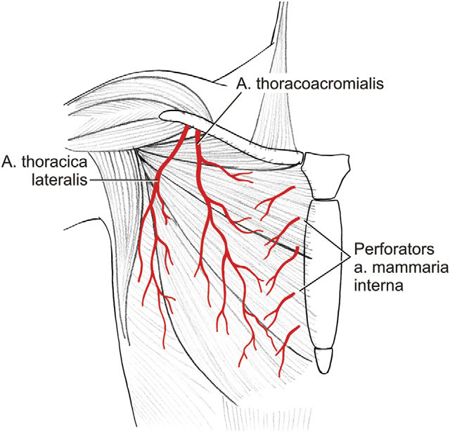 خون رسانی به عضله سینه ای بزرگ 
