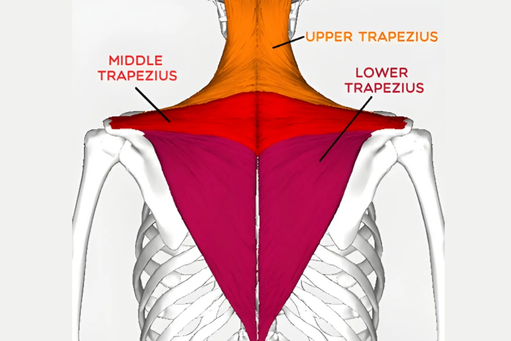 حرکتشناسی و عملکرد عضله ذوزنقه | Trapezius