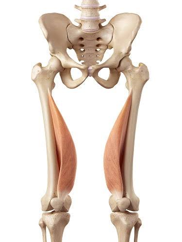 عضله پهن داخلی 