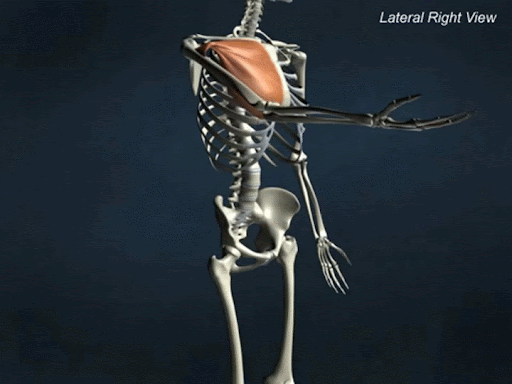 حرکت اکستنشن بازو توسط عضله سینه‌ای بزرگ (Pectoralis Major)