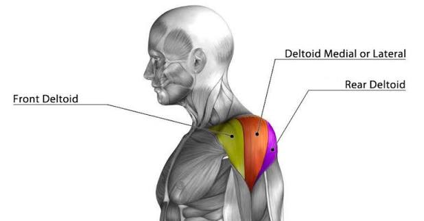 دلتوئید جانبی (Lateral/Medial Deltoid) - “سرشانه میانی”