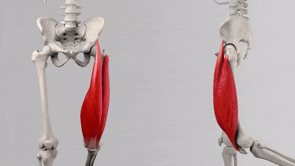 نقش و حرکت شناسی چهار سر رانی