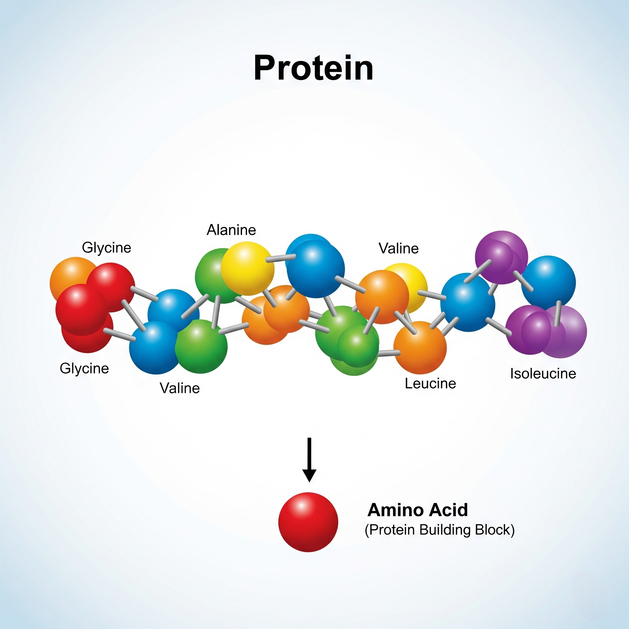 پروتئین ها و آمینواسیدها در رادیو تغذیه با کامیاب نوروزیان 