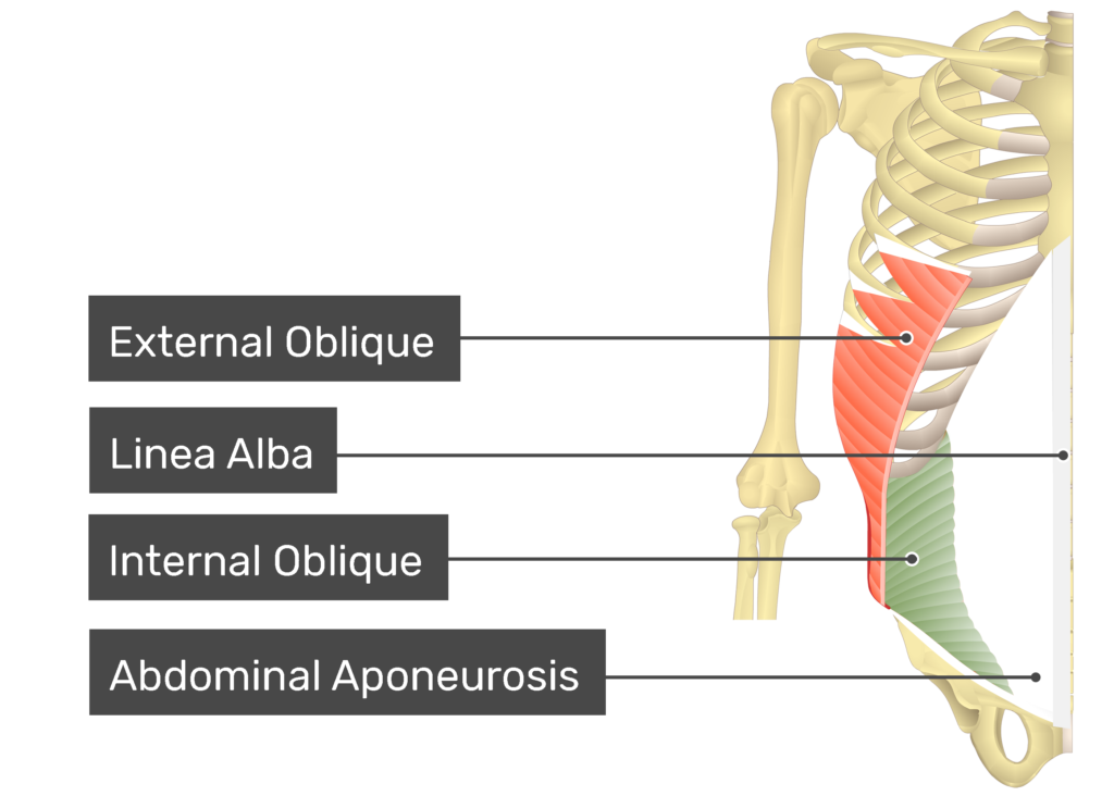عضلات مورب خارجی و داخلی (External & Internal Obliques)