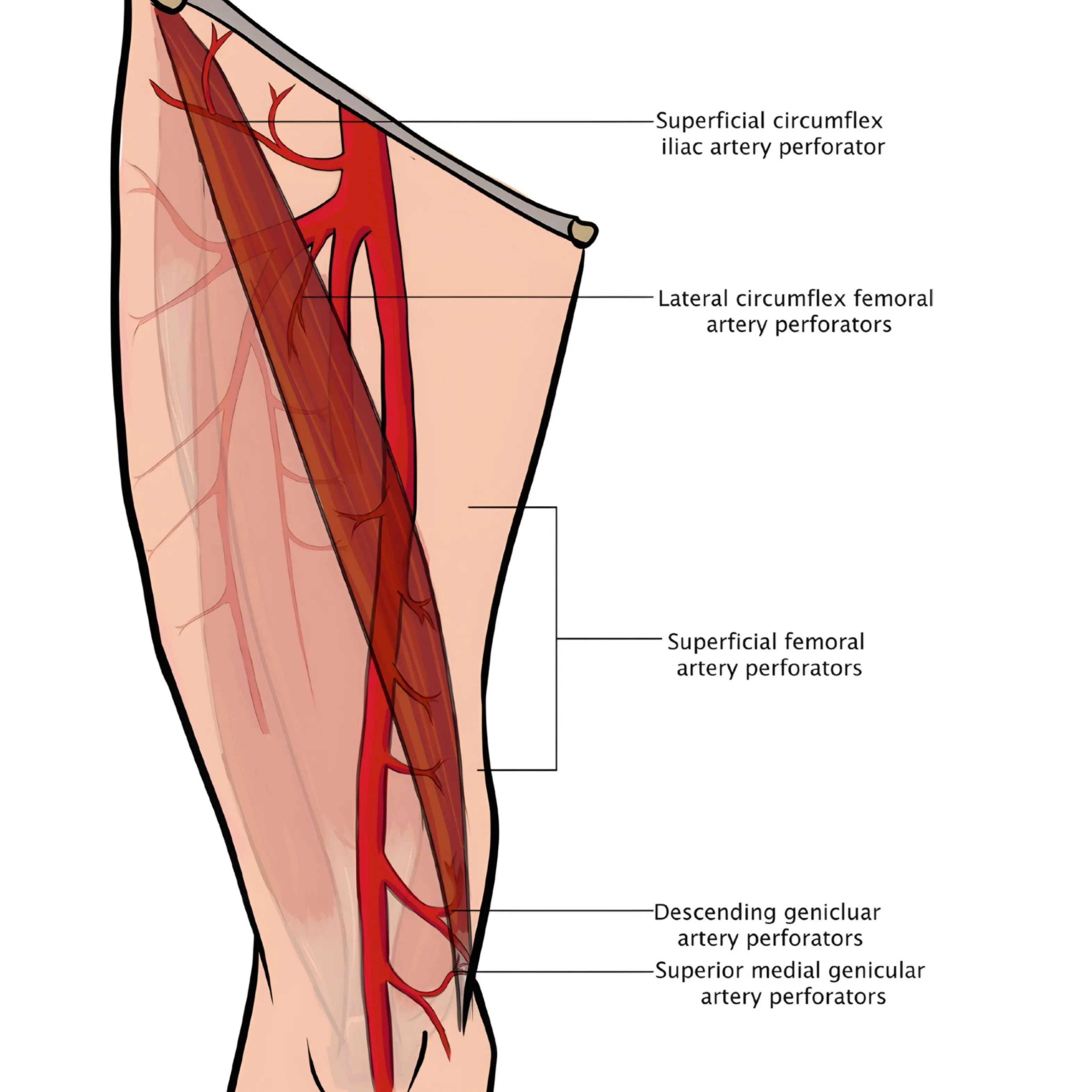 خون‌رسانی عضله خیاطه (Blood Supply)