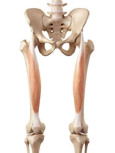 عضله راست رانی