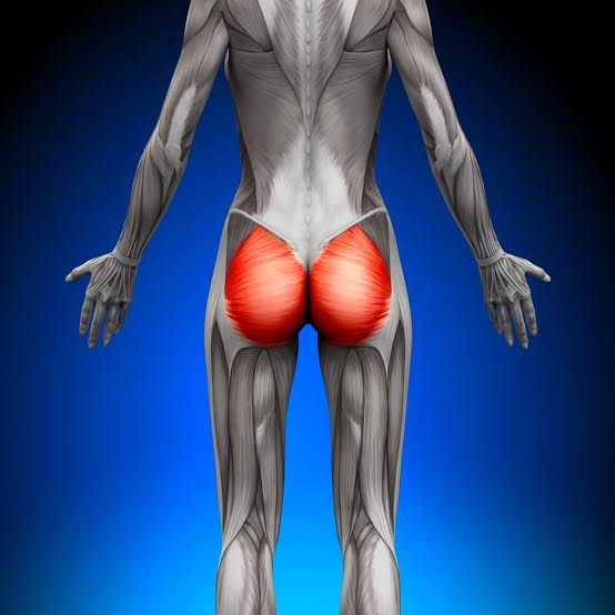 نقش عضله گلوتوس مکسیموس Gluteus maximus 