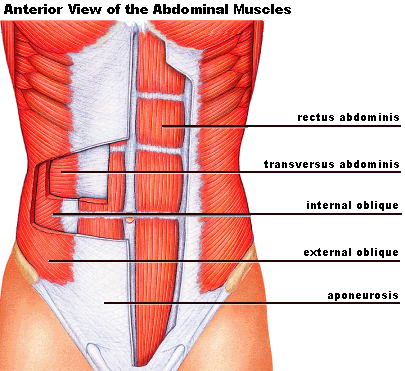 عضله راست شکمی (Rectus Abdominis)